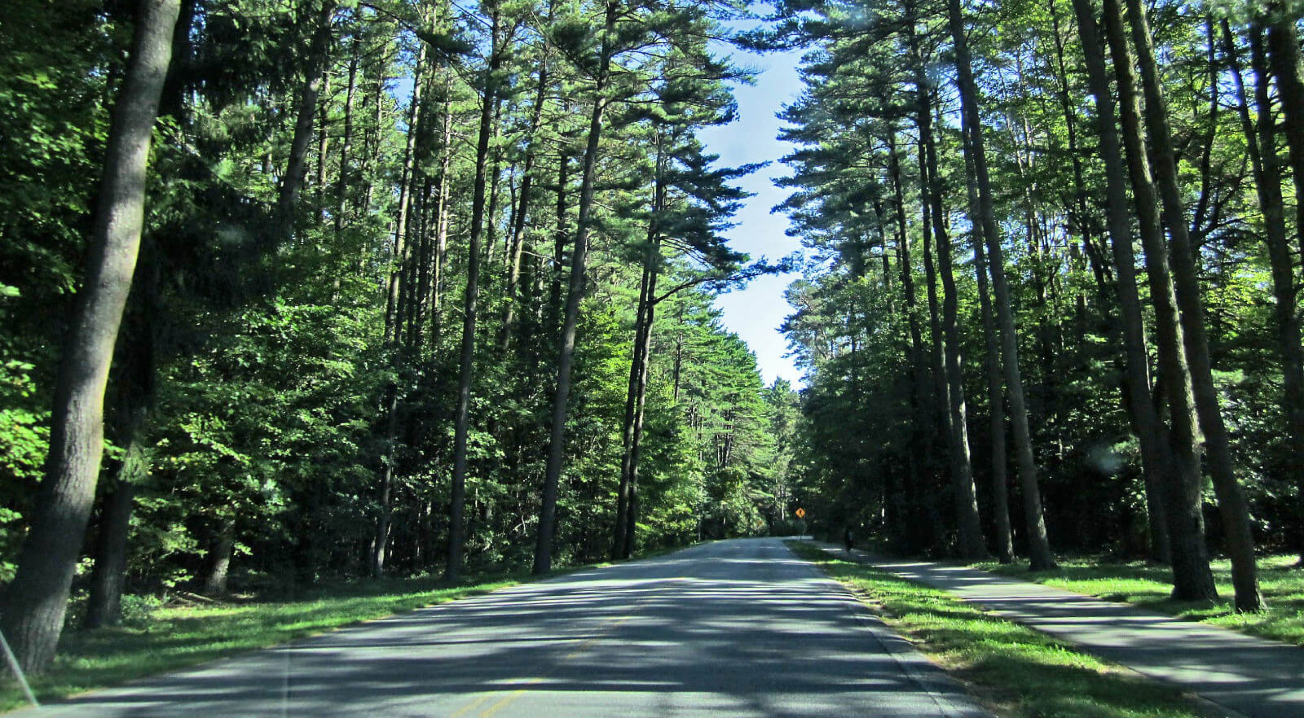 Avenue of the Pines, Saratoga State Park